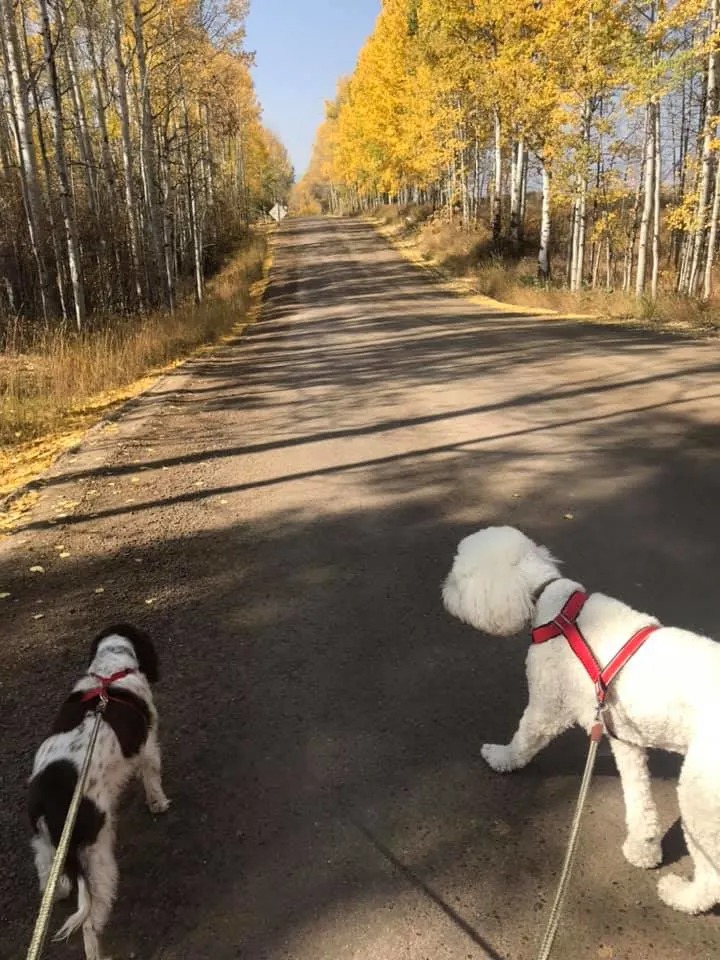 Zwei Hunde an der Leine machen ein Spaziergang