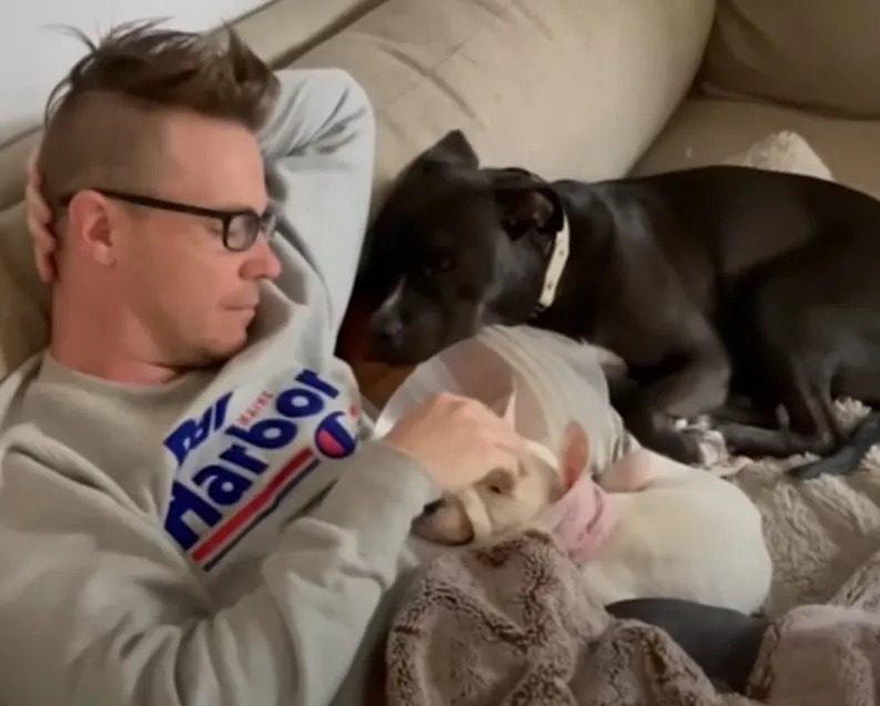 Zwei Hunde auf dem Sofa mit ihrem Besitzer