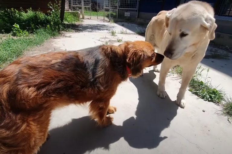 Zwei Hunde beschnueffeln sich