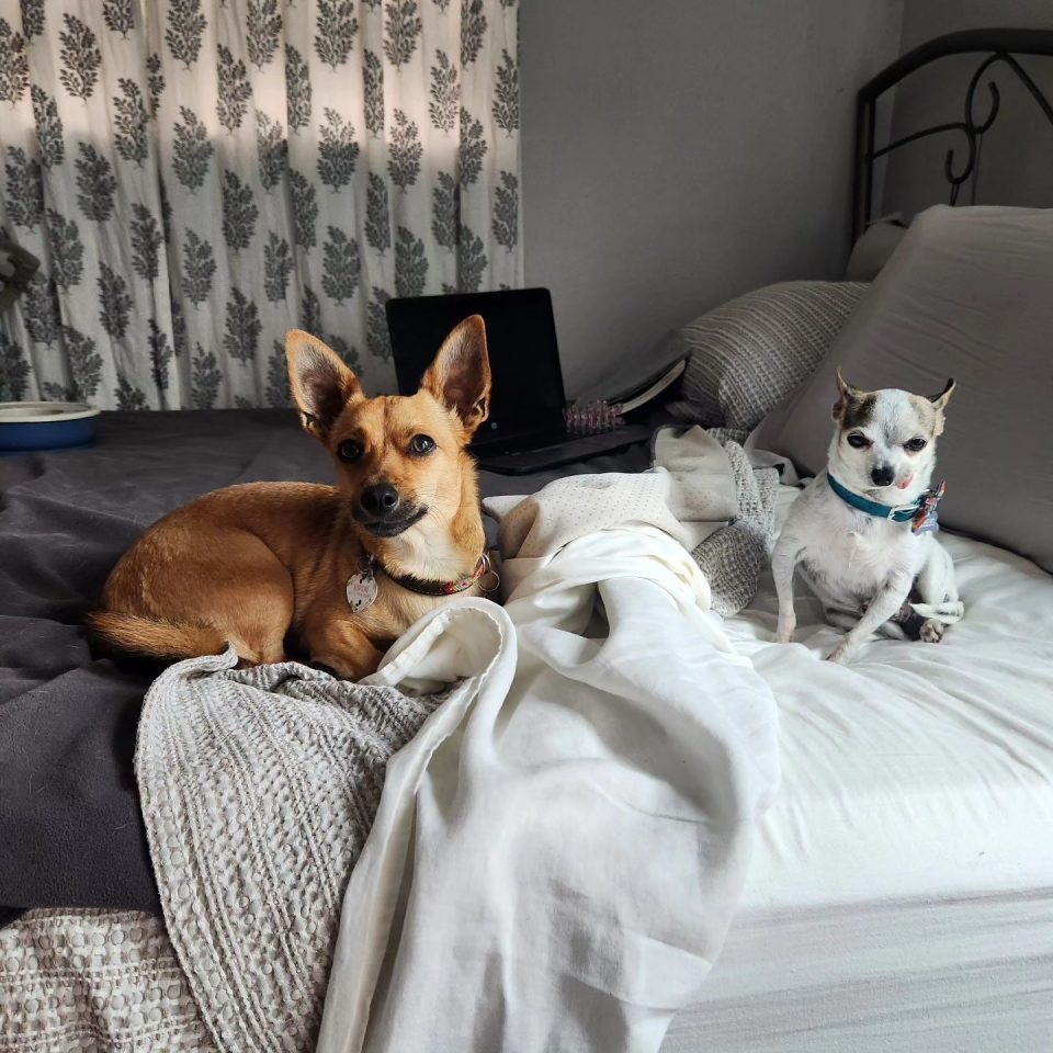 Zwei Hunde liegen auf einem Bett