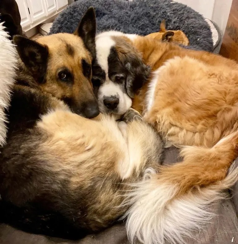 Zwei Hunde liegen in einem Hundebett