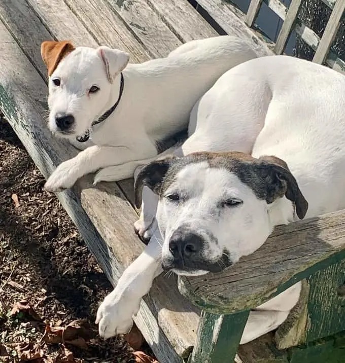 Zwei Hunde sitzen auf einer Bank