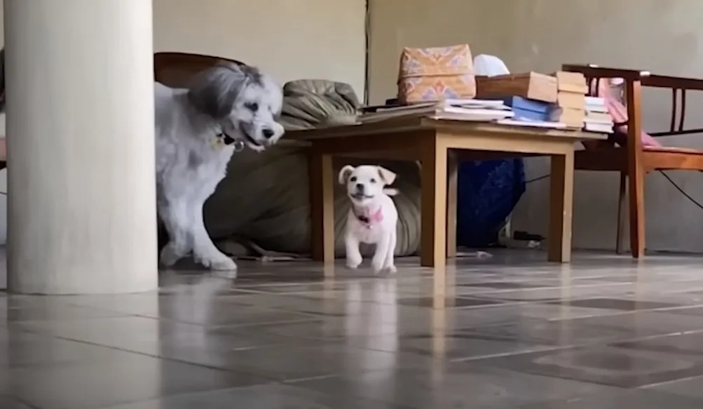 Zwei Hunde spielen im Zimmer