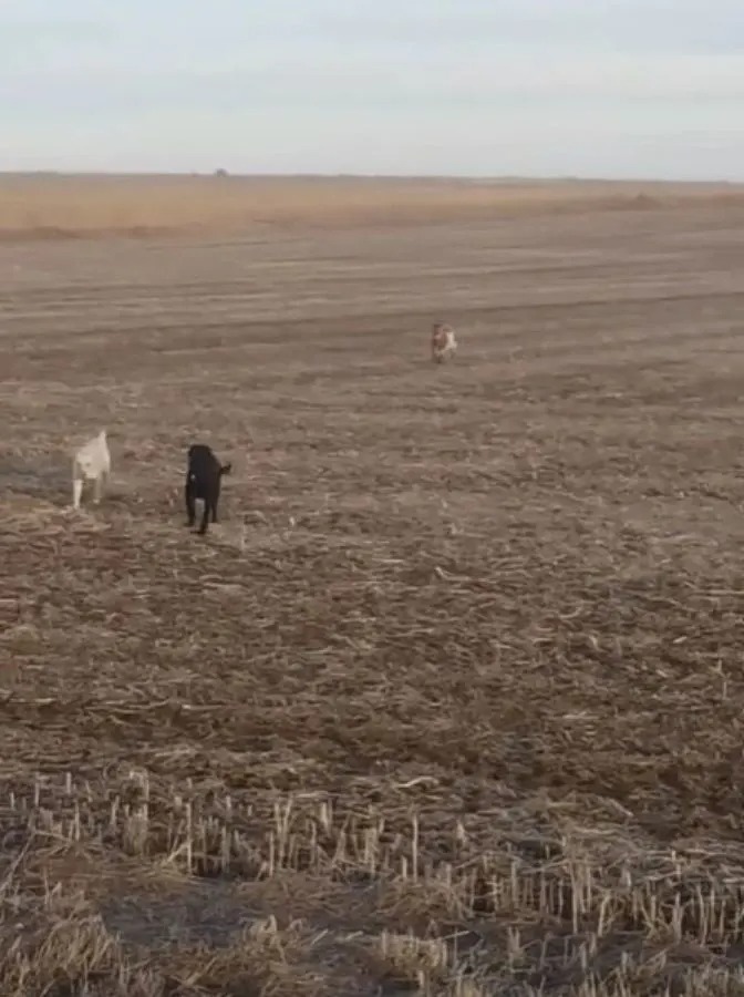 Zwei Hunde und eine Ziege auf einem Feld
