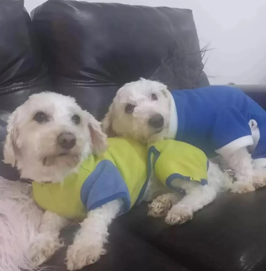 Zwei gekleidete Hunde kuscheln auf einer Couch