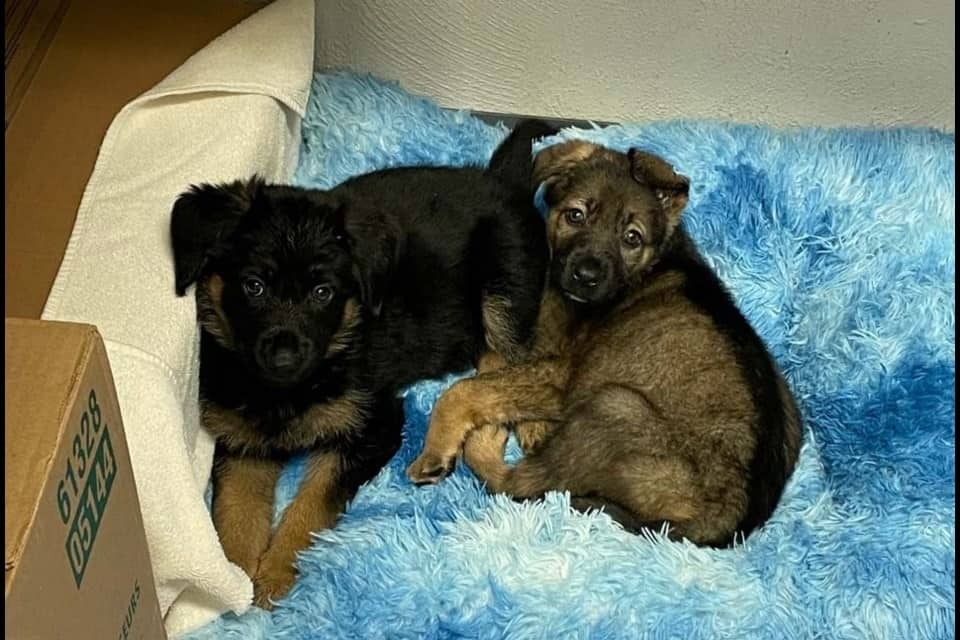 Zwei kleine Schaeferhund-Welpen liegen in einer Kiste