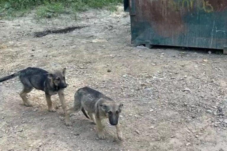 Zwei kleine verlassene Deutsche Schaeferhunde..