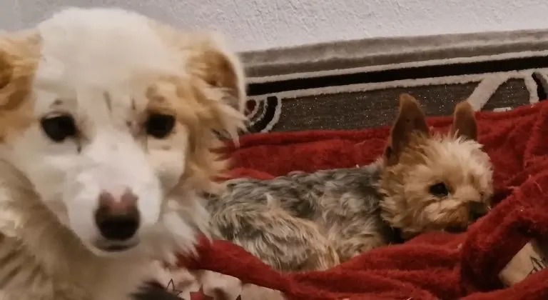 Zwei sueße Hunde auf einer roten Decke