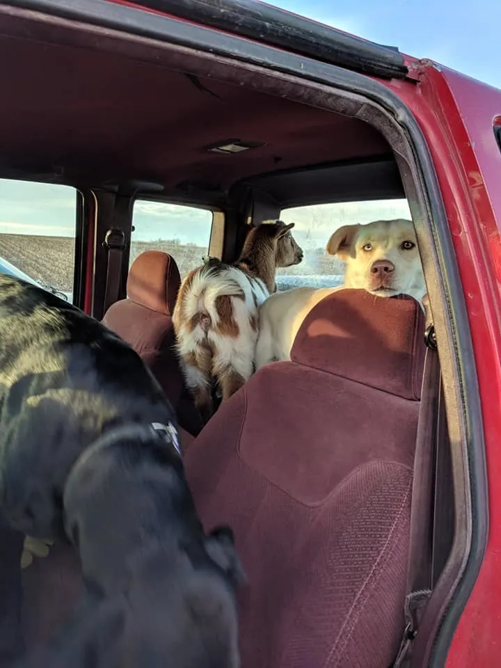 zwei Hunde und eine Ziege im Auto