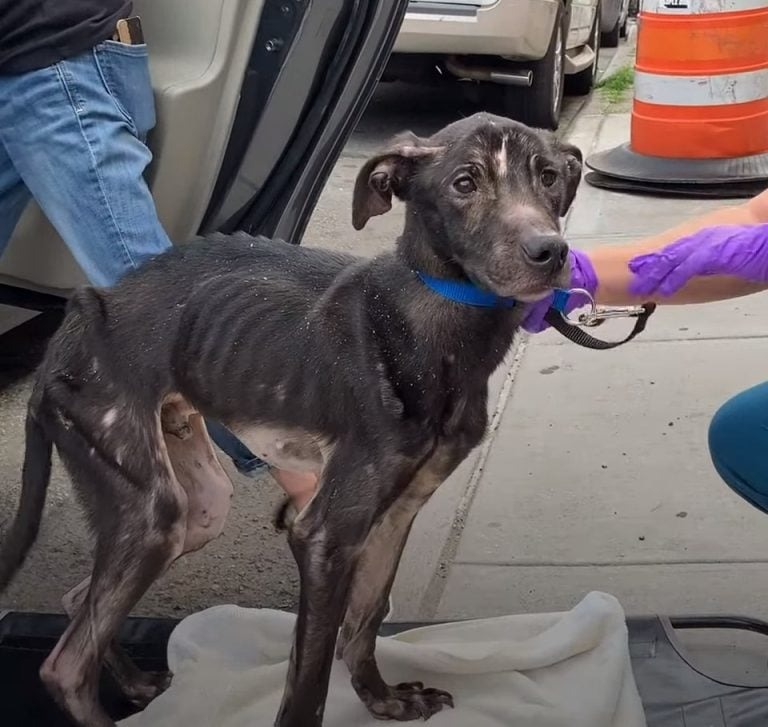 Abgemagerter Hund wird gerettet