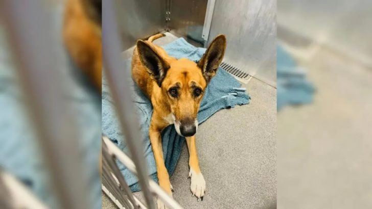 Adoptiert und wieder im Tierheim zurückgelassen, verliert dieser Hund den Glauben an die Liebe