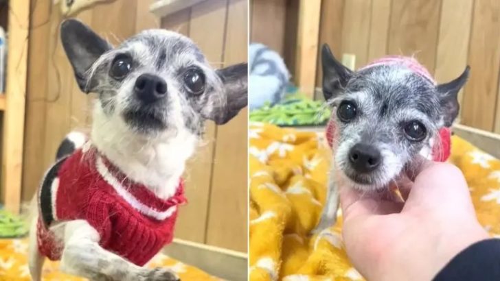 Älterer Chihuahua landet im Tierheim und der Grund ist herzzerreißend