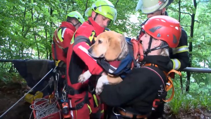 Albtraum in Hessen: Beagle Tete stürzt 70 Meter in die Tiefe