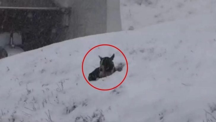 Allein und im Schnee vergraben, hoffte dieser Welpe auf Rettung, doch dann geschah etwas Erstaunliches