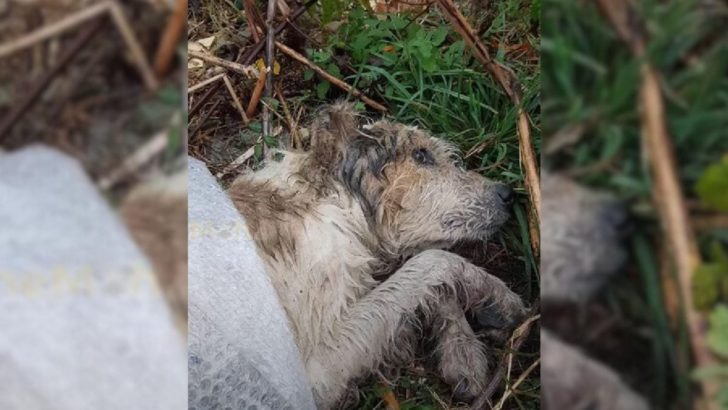 Ausgesetzt und allein: Wie ein hilfloser Hund im Wald auf die Rettung durch einen freundlichen Fremden wartete