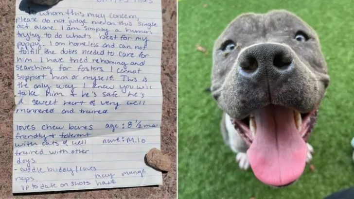 Besitzer musste seinen Hund abgeben, doch eine Nachricht aus dem Tierheim berührt sein Herz