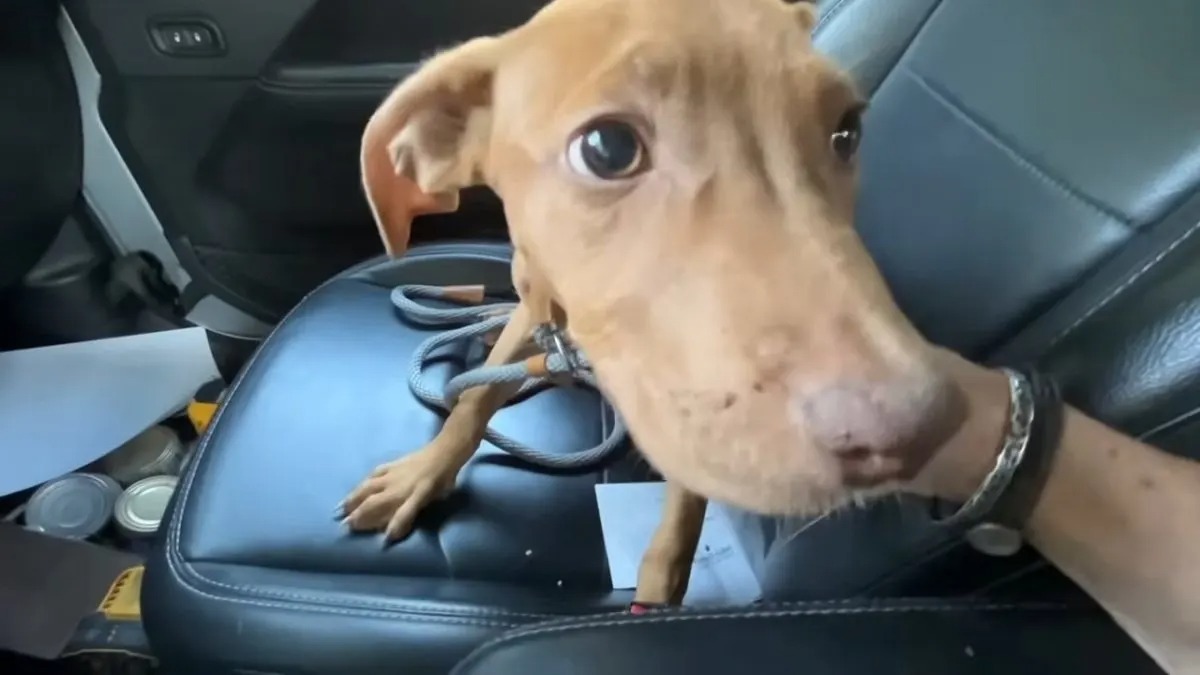 Brauner Hund auf dem Vordersitz des Autos sitzend
