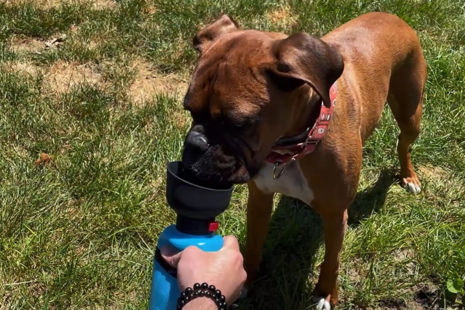 Hund trinkt aus Hundeflasche
