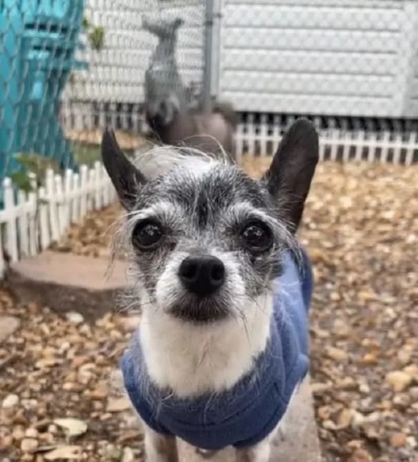 Chihuahua im Garten