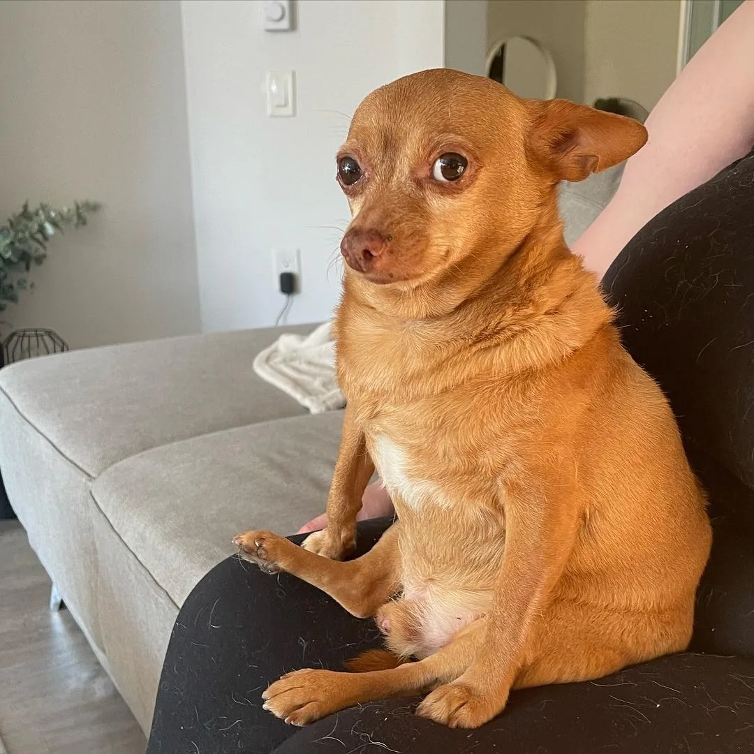 Chihuahua sitzt auf einem Besitzer