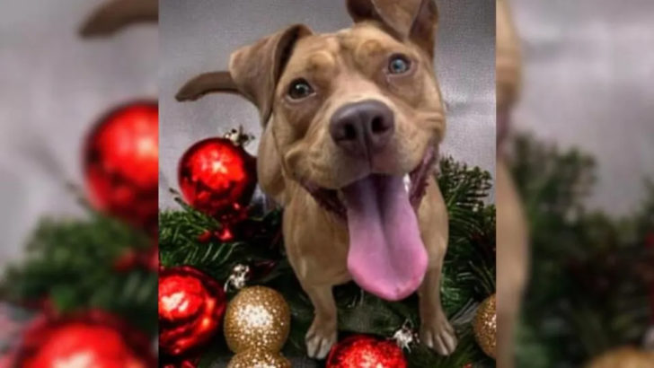 Das emotionale Weihnachtsgeschenk eines Tierheimhundes wird dein Herz zum Schmelzen bringen