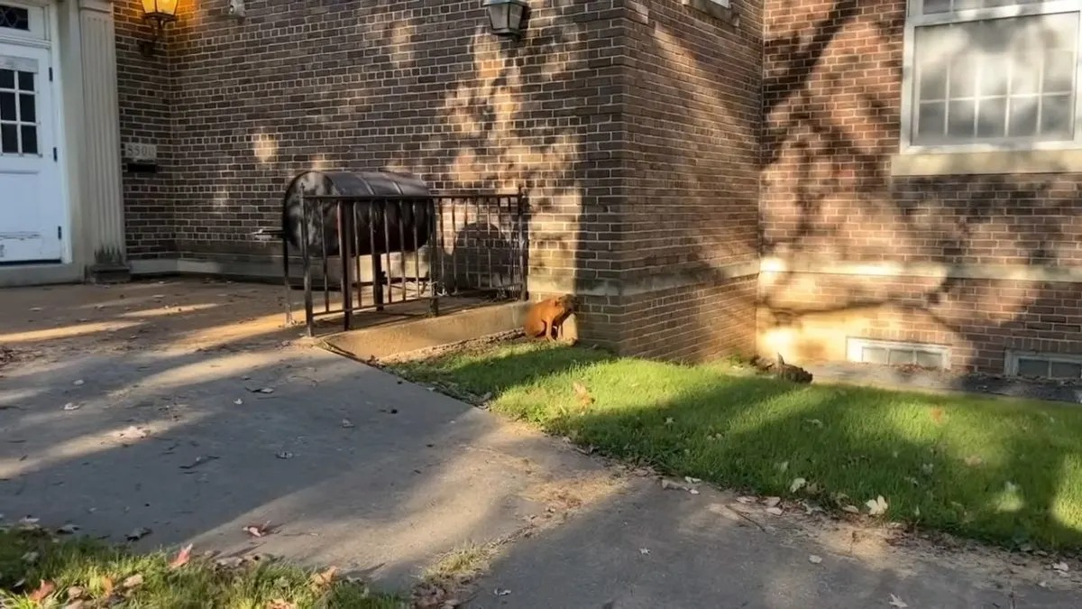 Der Hund sitzt vor dem Backsteinhaus