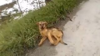 Hund liegt am Strassenrand