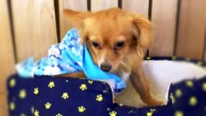 Kleiner Hund im Hundebett