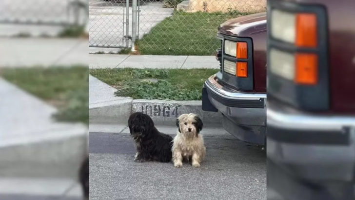 Diese zwei Hunde waren überzeugt, dass ihr Herrchen zurückkehren würde, doch dazu kam es nie