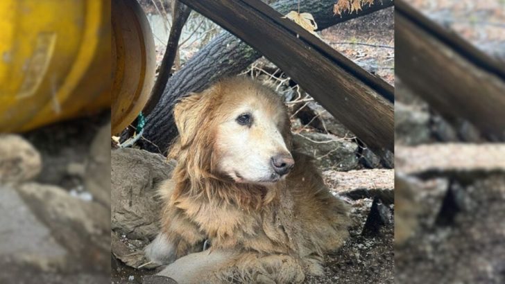 Dieser arme Hund war 10 lange Jahre in der Nähe einer gefährlichen Klippe angekettet