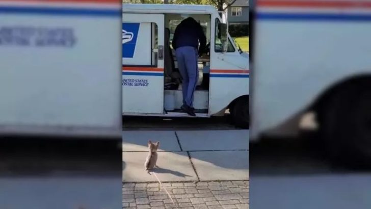 Dieser kleine Chihuahua ist in seinen Postboten verliebt 