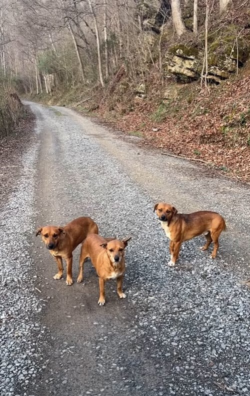 Drei Hunde auf der Strasse