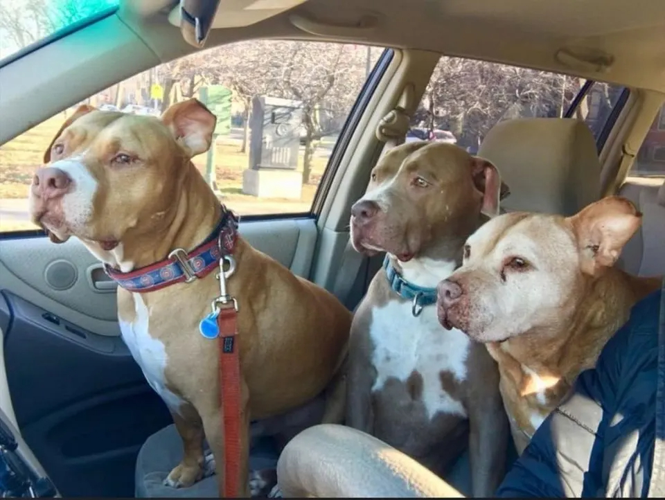Drei Hunde in einem Auto