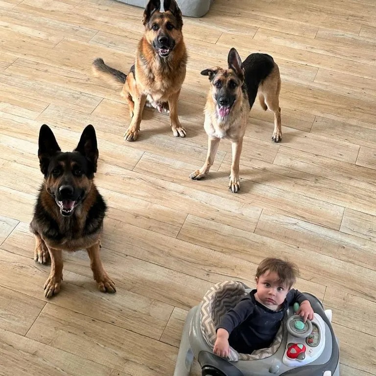 Drei Hunde und ein Baby