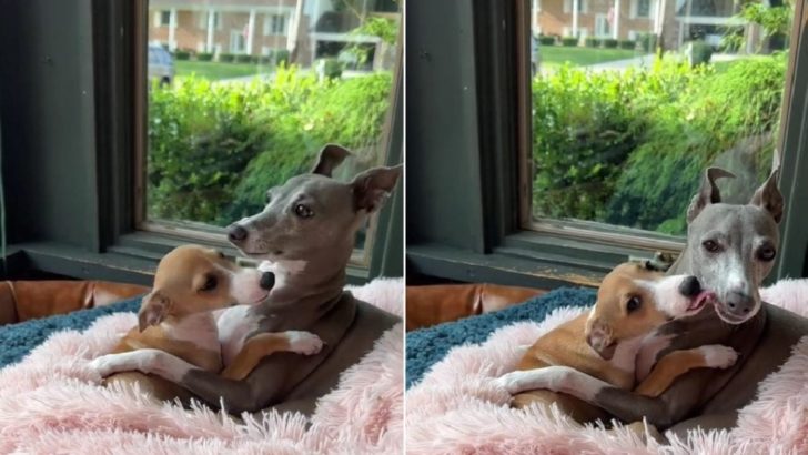 Ein Hund, der seinen Freund fürs Leben mit offenen Pfoten empfängt