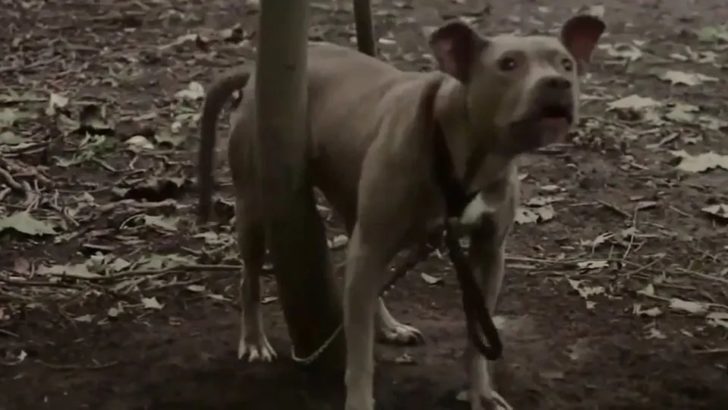 Ein Jogger entdeckt tief im Wald einen angeketteten Pitbull, der um Hilfe schreit
