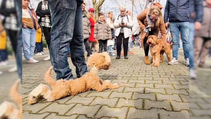 Ein Mann, der mit seinem Hund spazieren ging, staunte, als er auf ein sehr ungewöhnliches ‚Haustier‘ traf