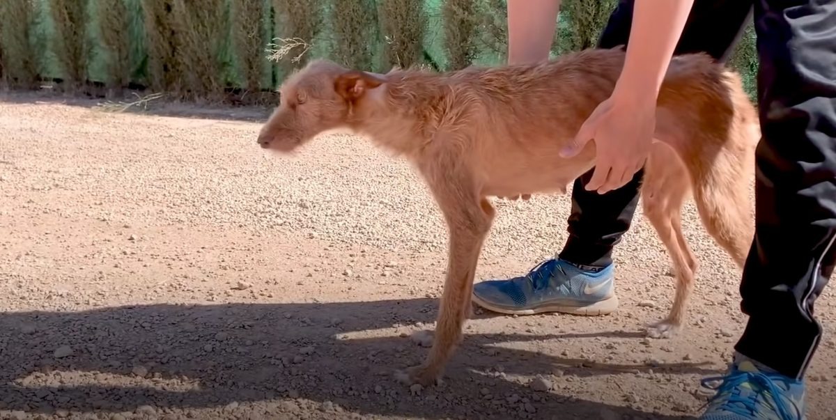 Ein Mann hilft einem gelaehmten Hund beim Laufen