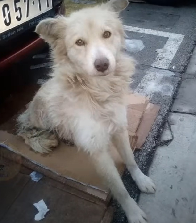 Ein ausgesetzter Hund sitzt auf einem Pappkarton