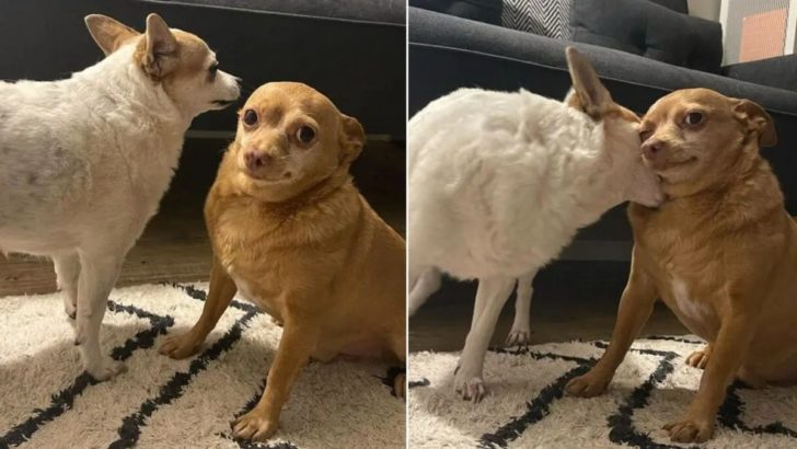 Ein geretteter Chihuahua hat den witzigsten Blick, der jeden sofort zum Lächeln bringt
