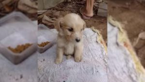 Kleiner verlassener weisser Hund