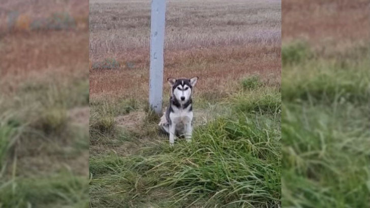 Ein kleiner Hund wartete vergeblich am Straßenrand auf die Rückkehr seines Besitzers