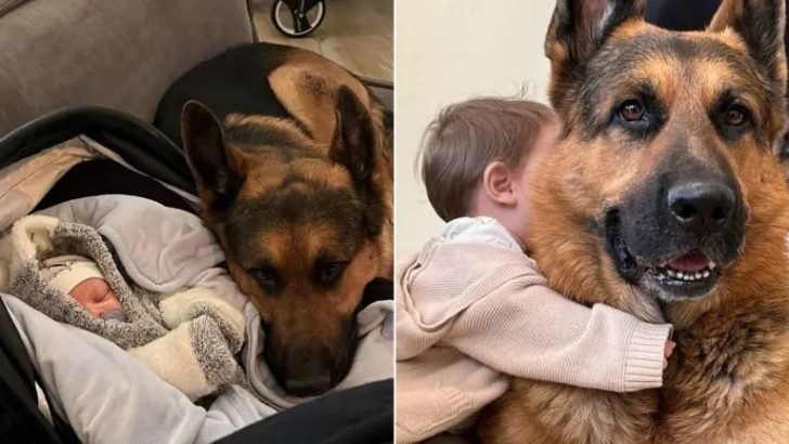 Ein riesiger Schäferhund wird zum liebevollen Kindermädchen für seinen kleinen Bruder