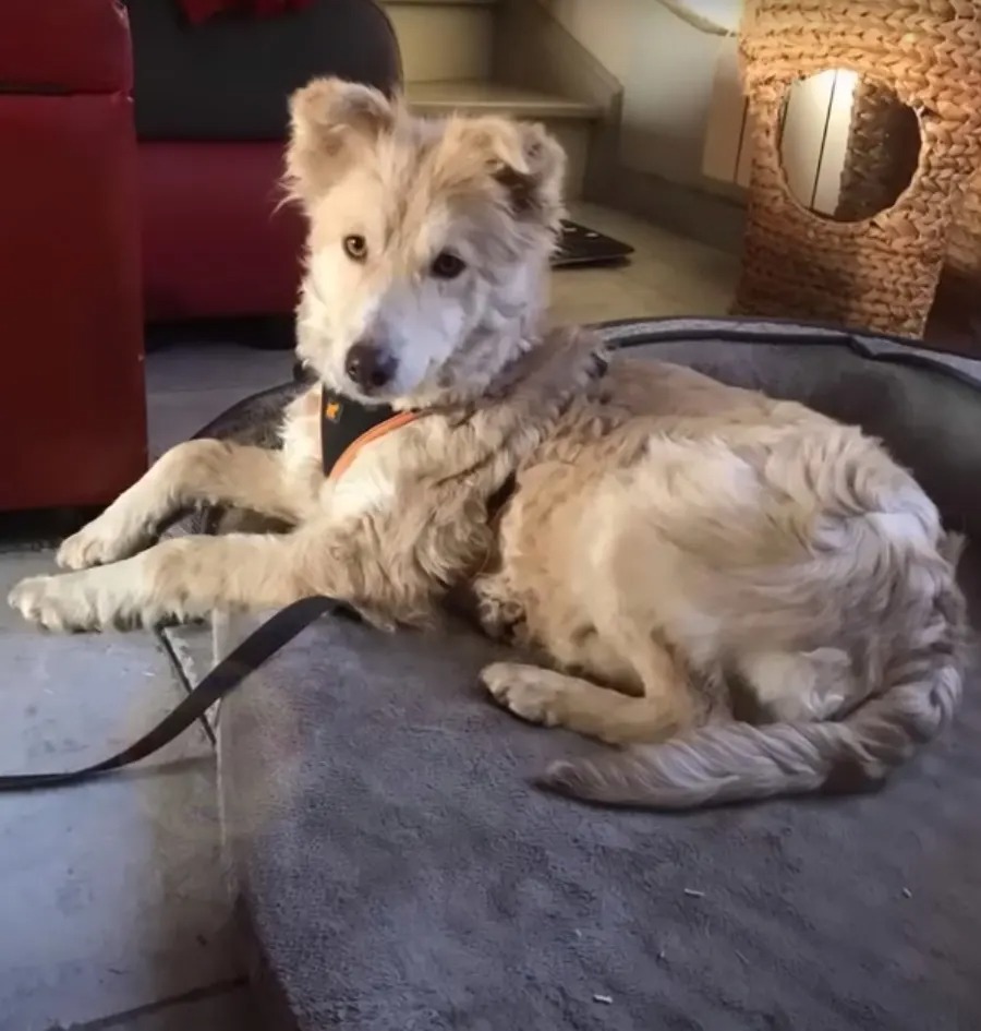 Ein susseer Hund liegt auf einem grauen Kissen und schaut in die Kamera