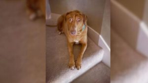 Brauner Hund liegt auf Treppe