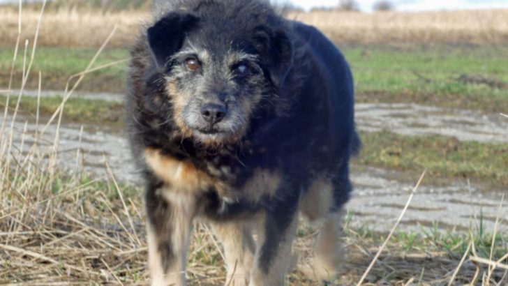 Findet Deutschlands traurigster Hund endlich ein Zuhause?