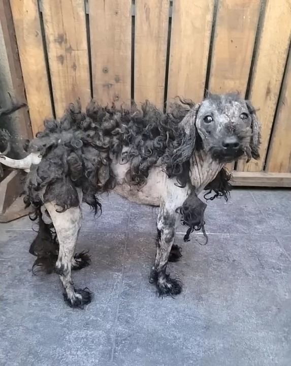 Foto eines vernachlaessigten Hundes