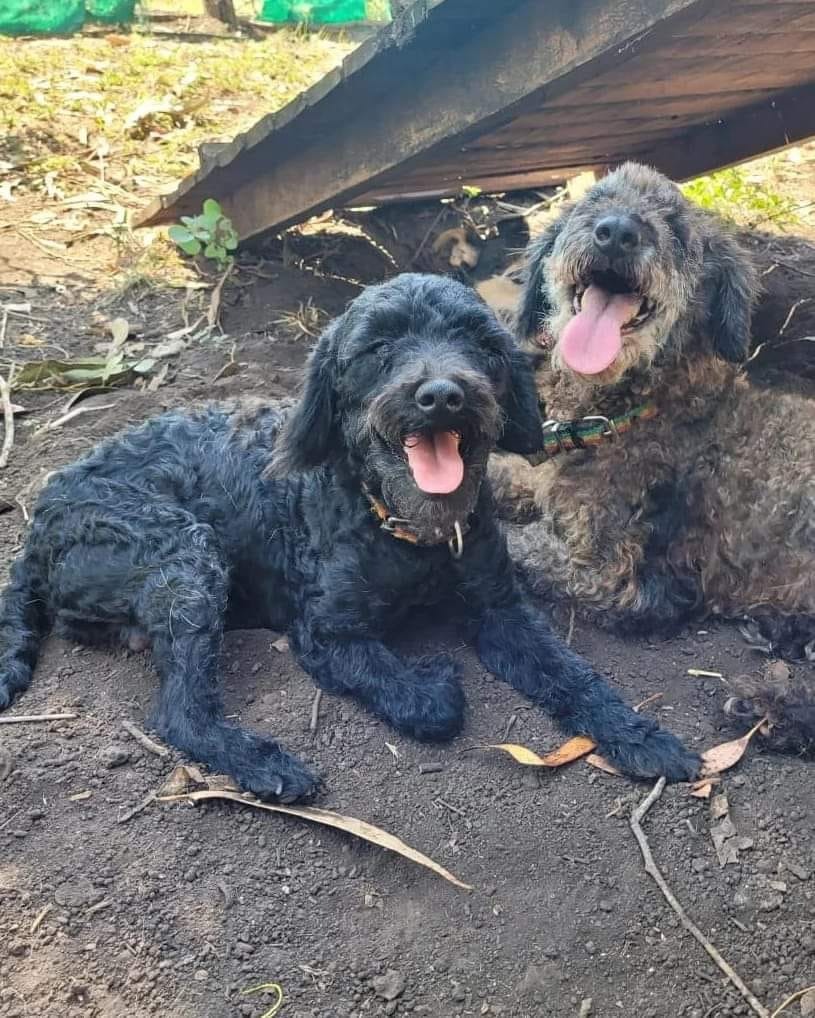 Foto von zwei Hunden, die im Freien liegen
