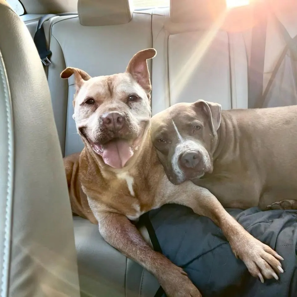 Foto von zwei Hunden in einem Auto