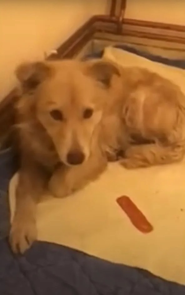 Gelber Hund auf einer weissen Matte liegend
